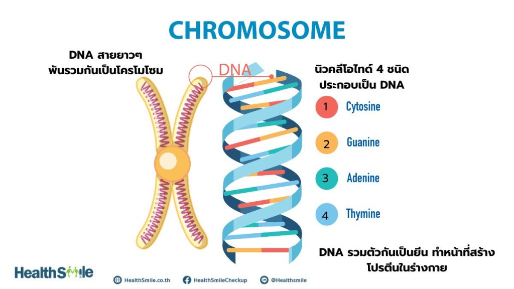 ดีเอ็นเอ ยีน โครโมโซม