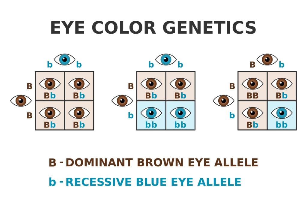 Eye color genetics